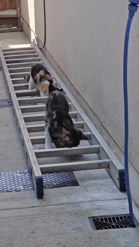 @paws.and.peace