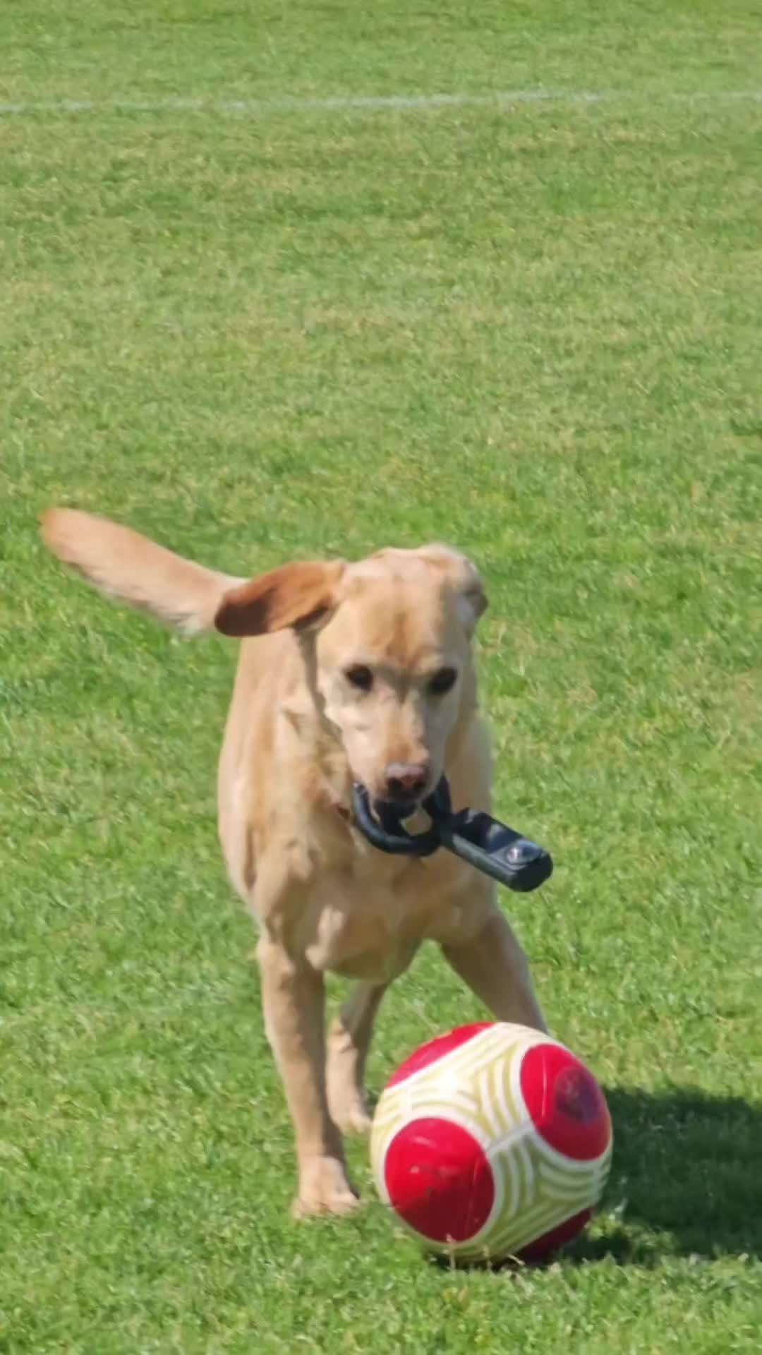 @MessiPaws