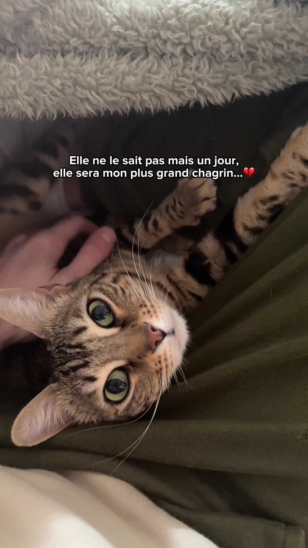 @Ricki the Bengal