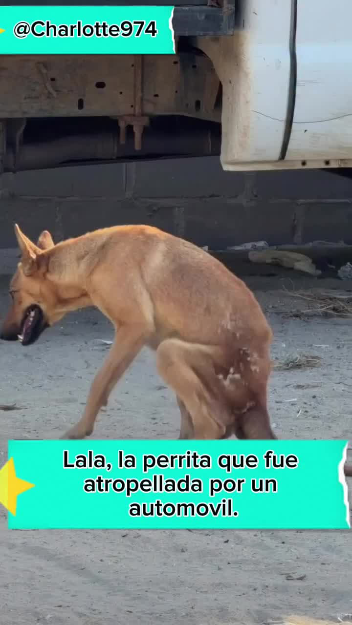@Charlotte🐕🦺🐈🐕🦬🐐🐎🐄🐒