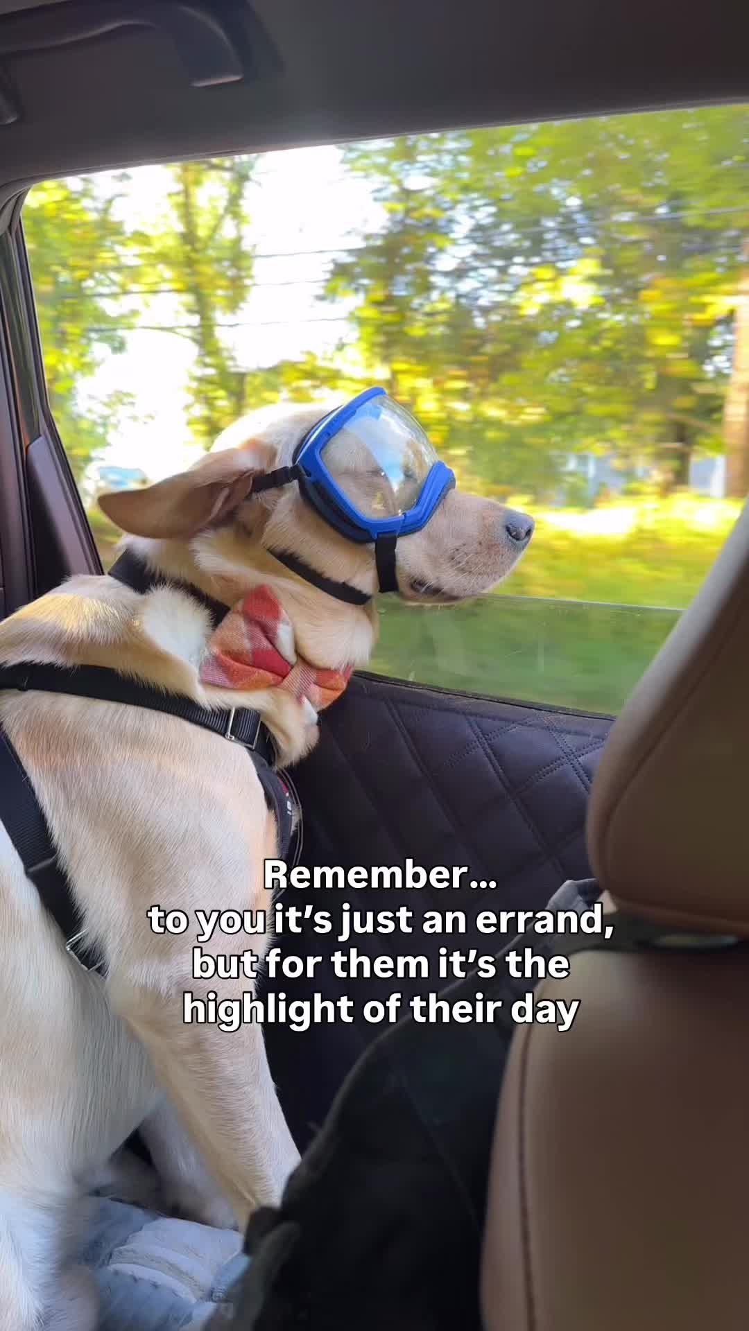 @Lord Jack The Yellow Lab
