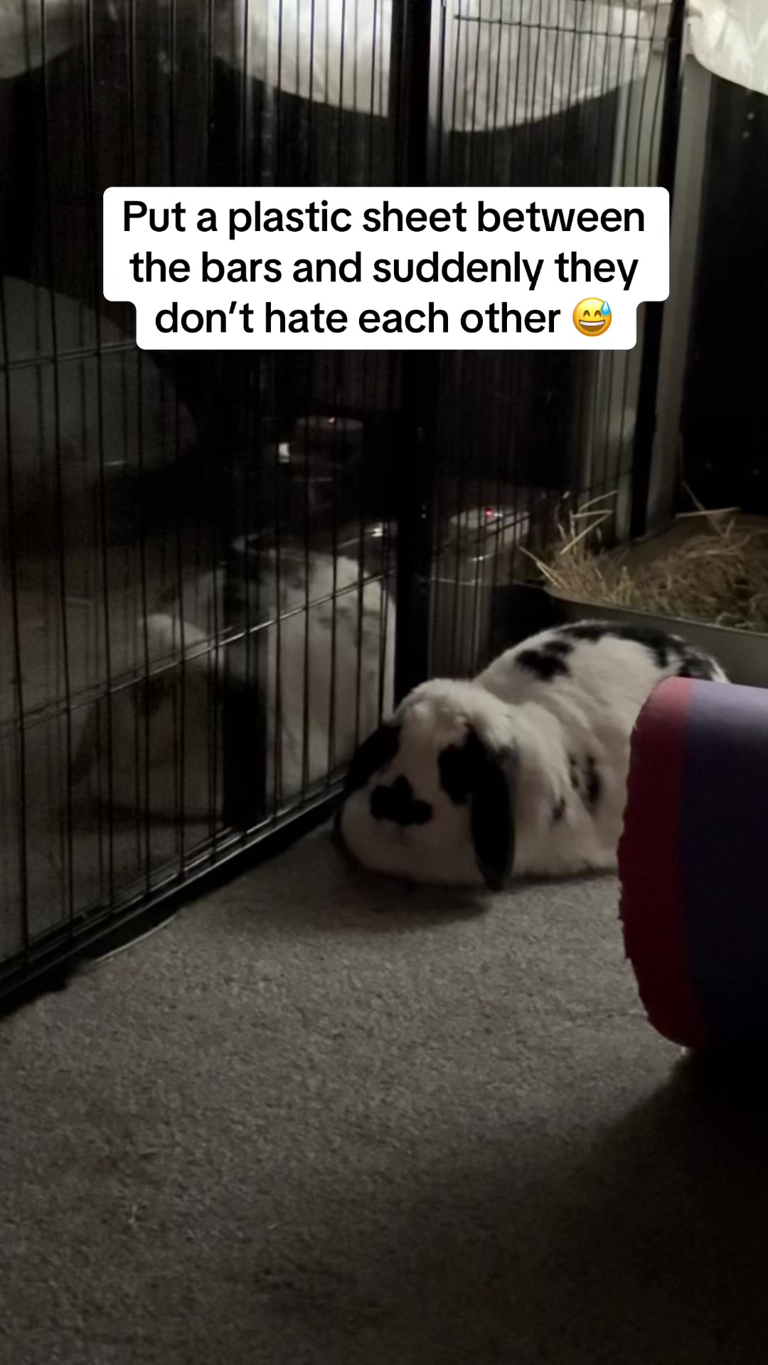 @Bun, two, three, four
