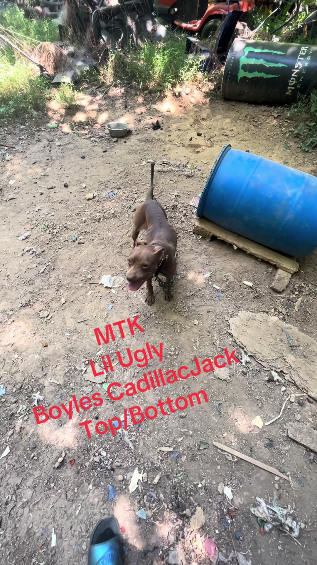 @MoneyTalkKennels