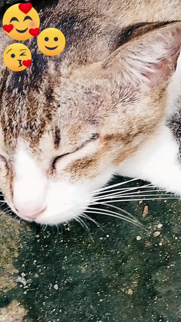 @𝐂𝐎𝐑𝐀