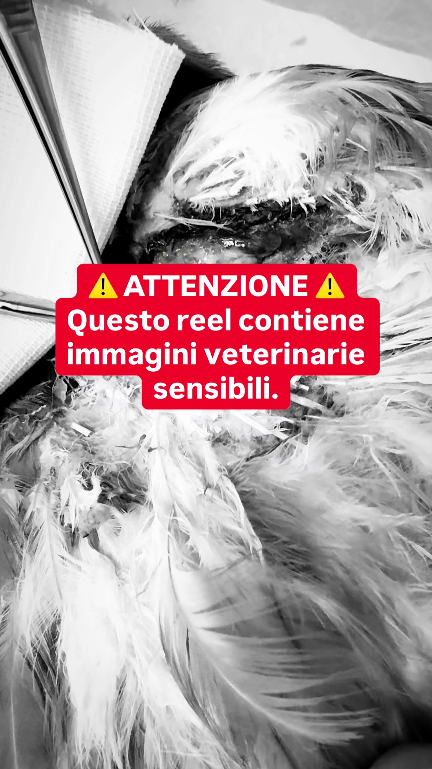 @Eleonora B.