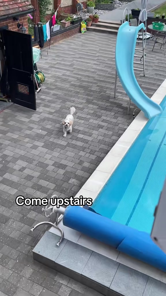 @My Cavachon