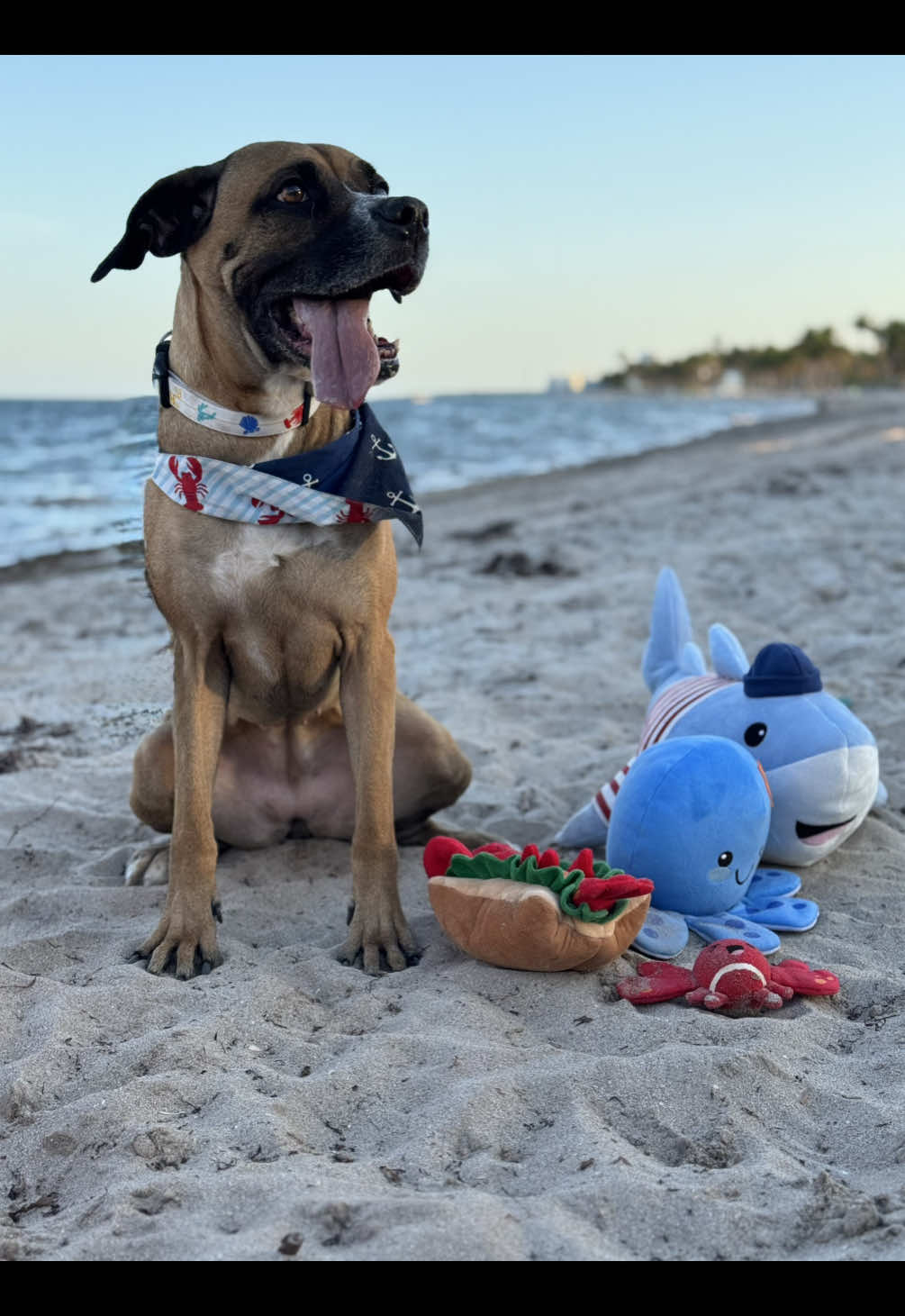 @Chewy