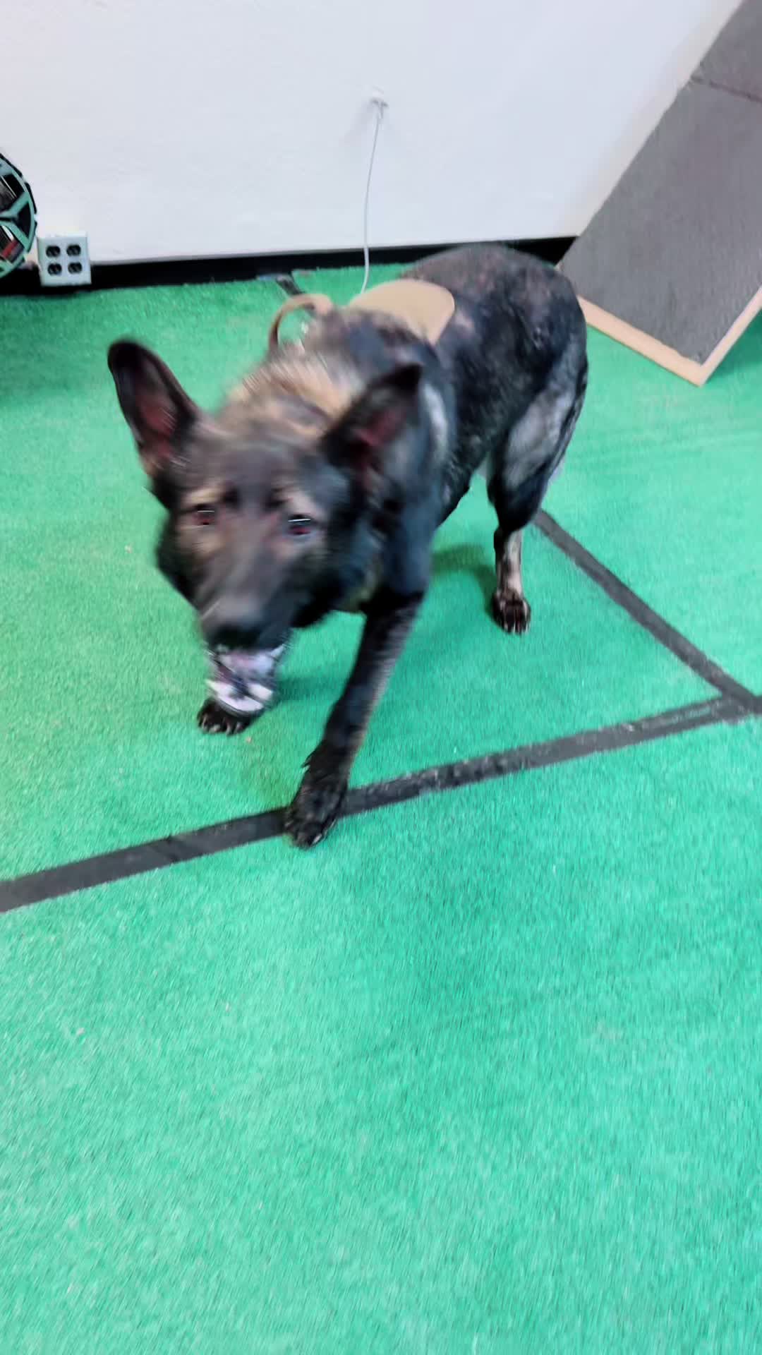 @Tactical K9s Dog Training