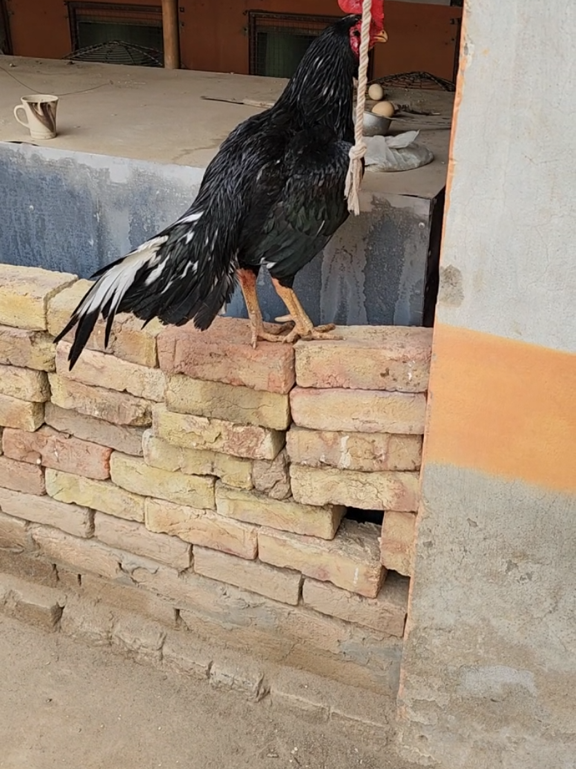 @Sajjad Aseel Farm