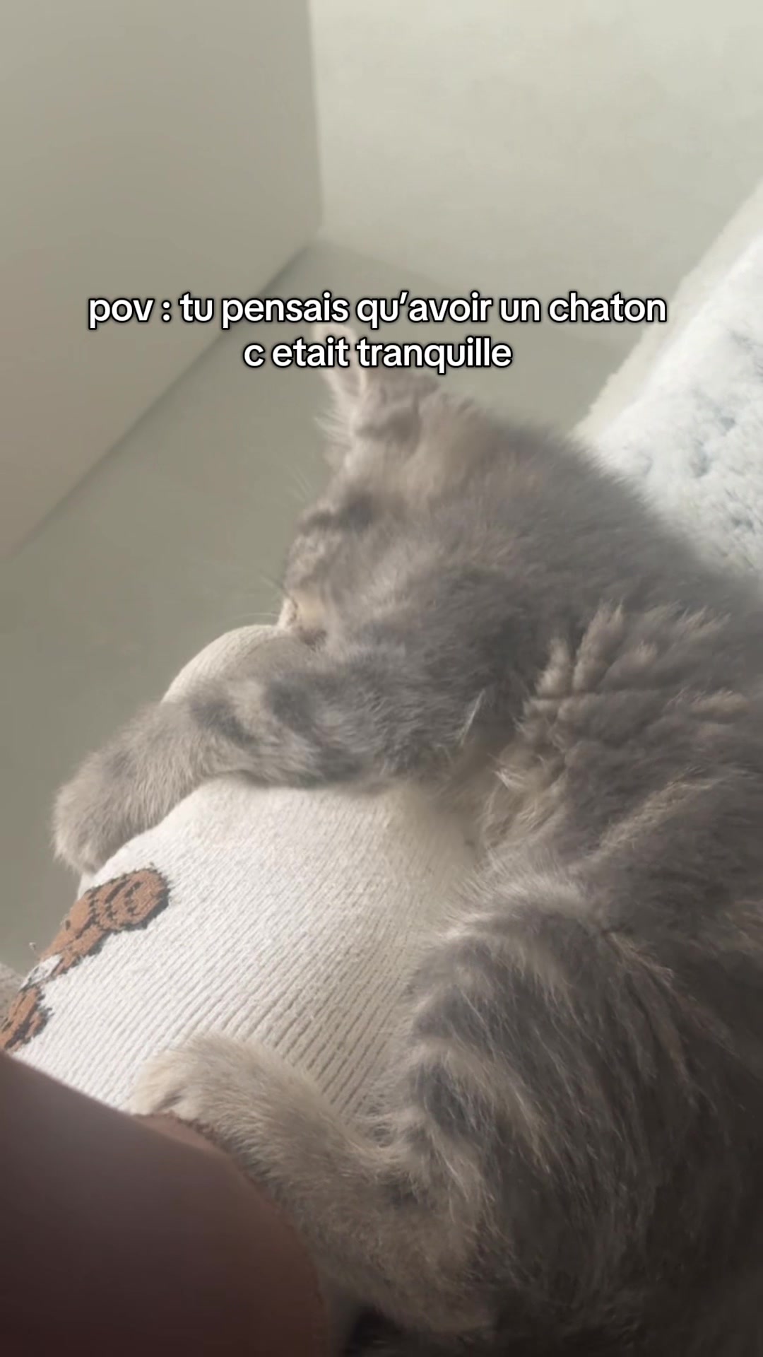 @sasou 🦋