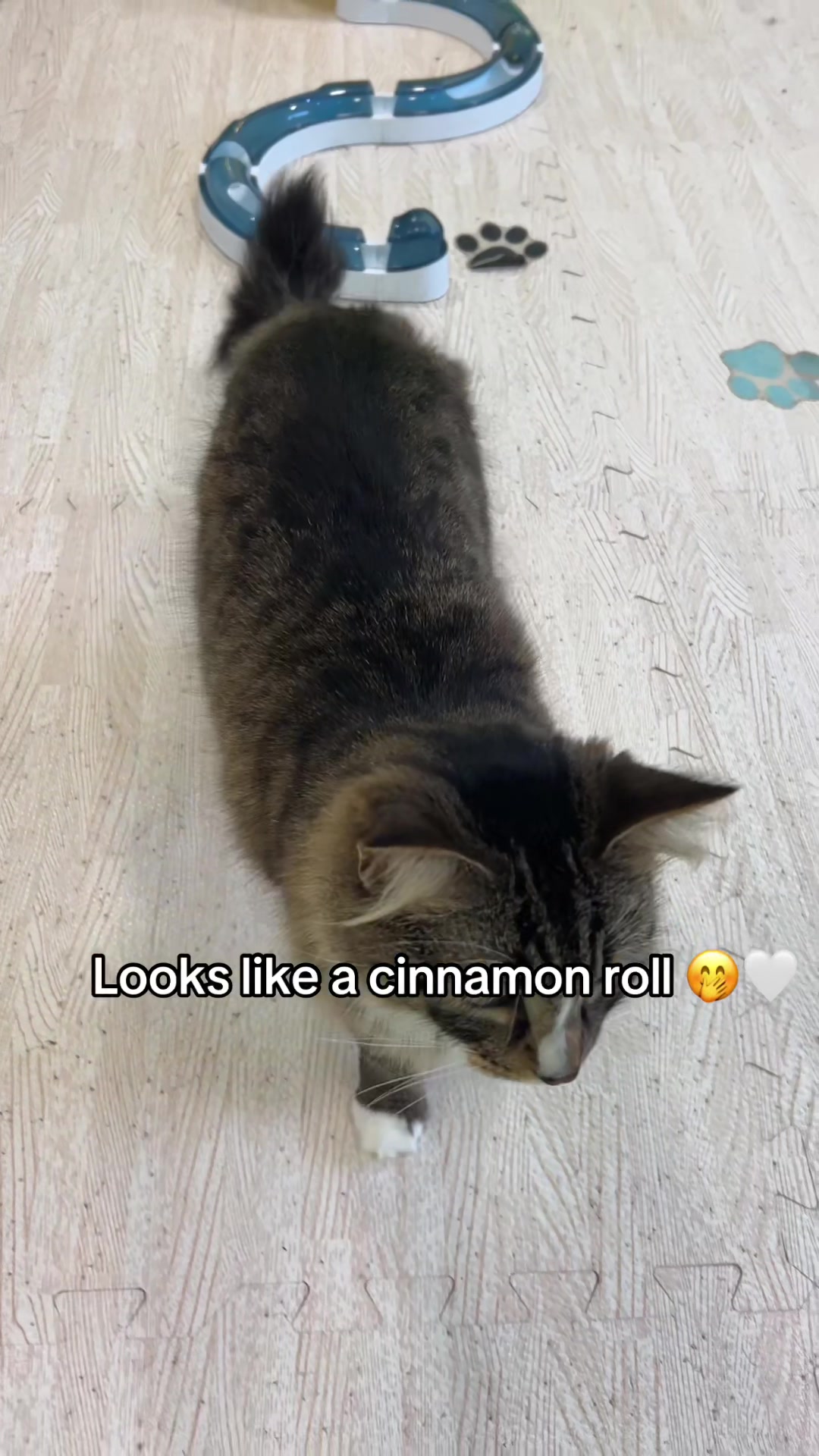@Purrfect Caf&eacute;