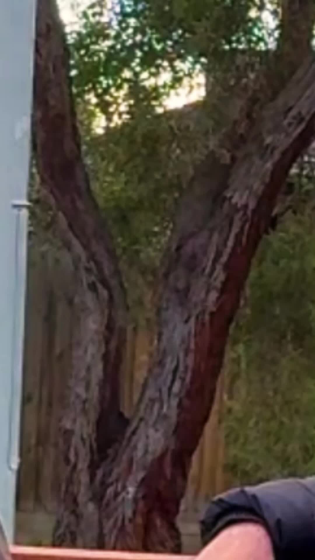 @australian_talk