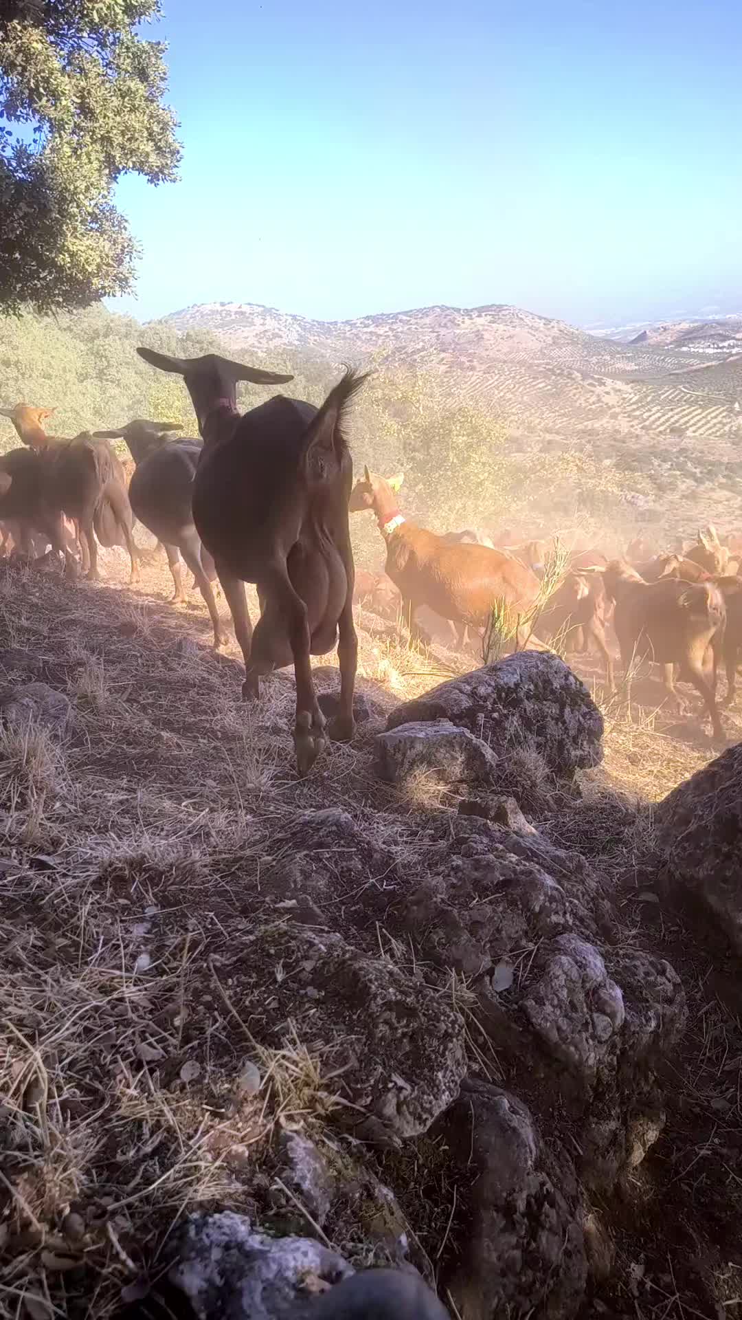@juan.AKAB.ElCabrero