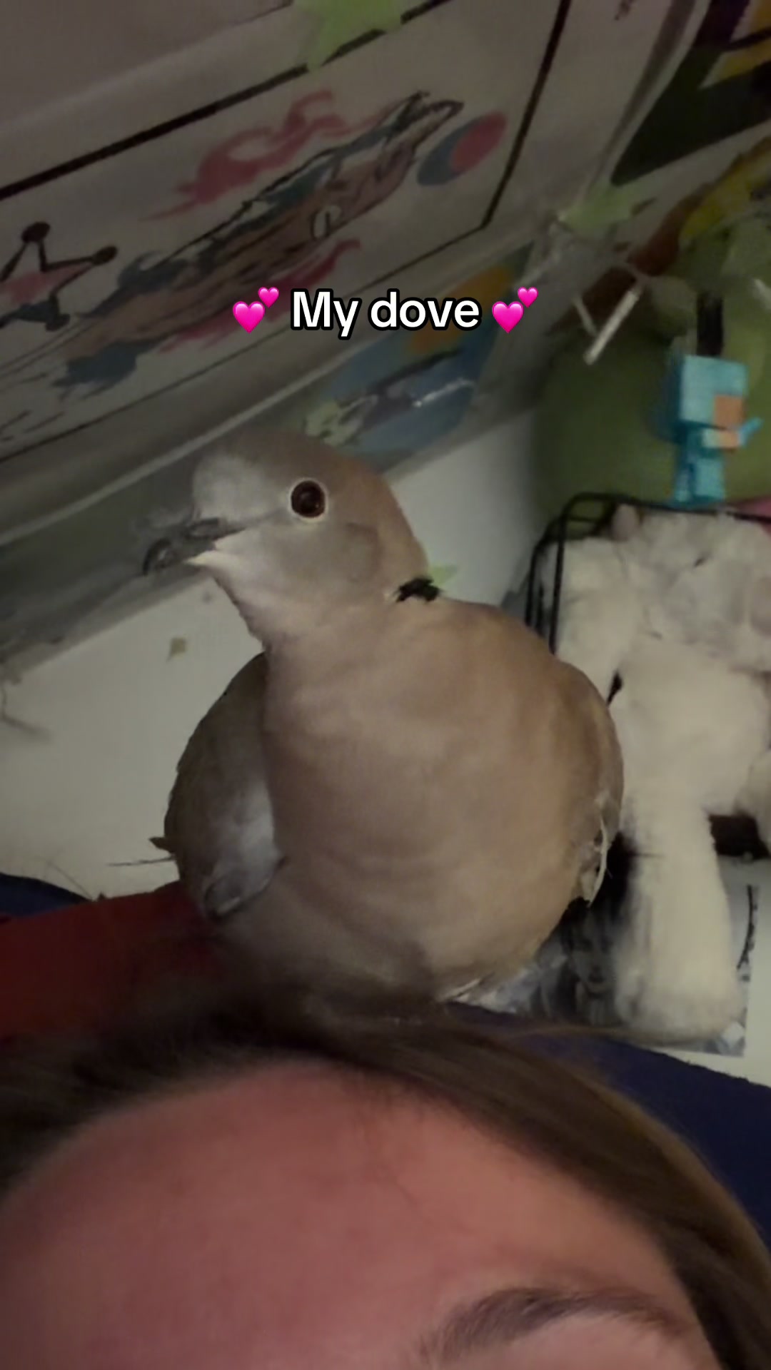 @Fur Sweet Home
