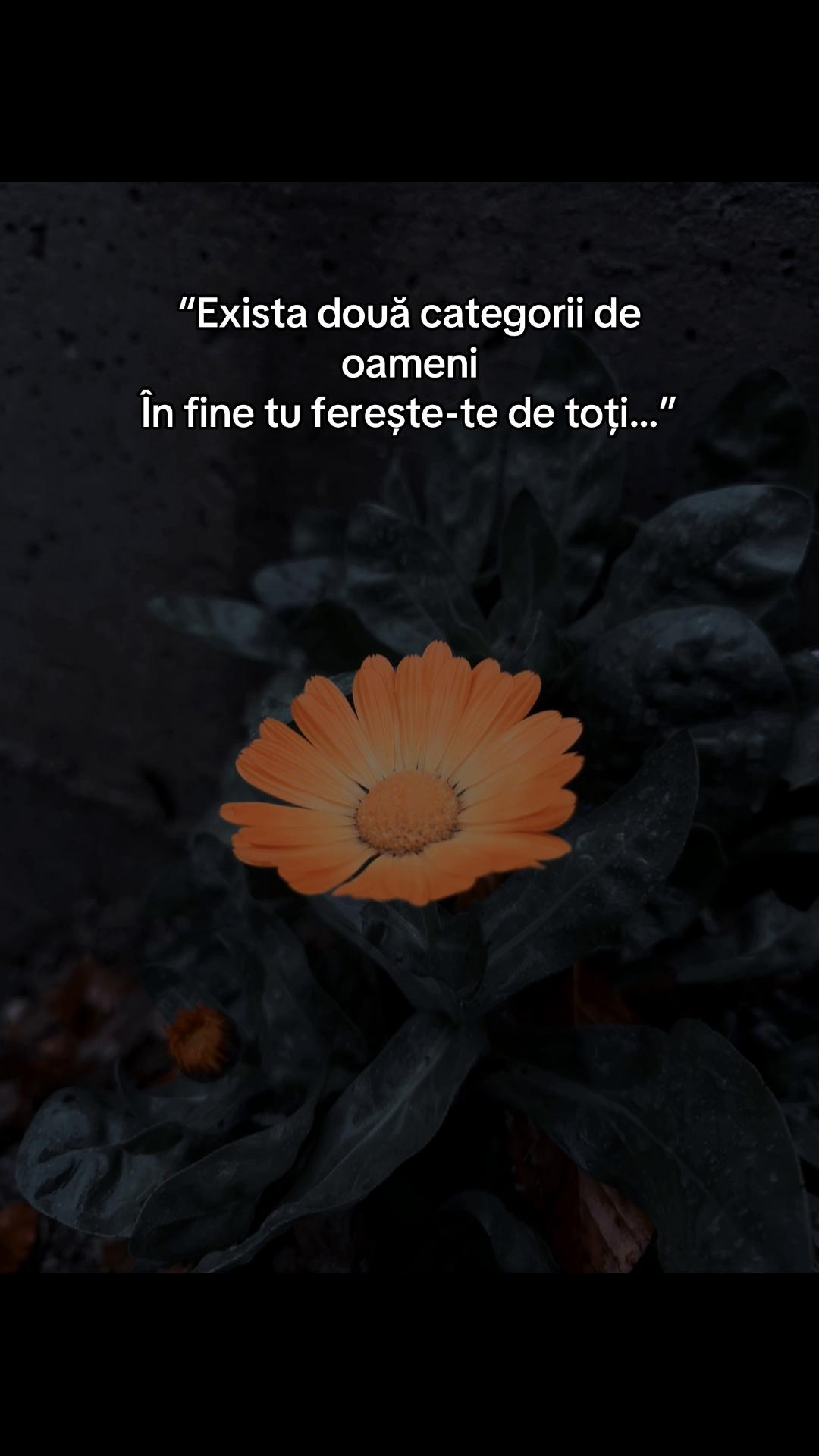 @Denis.FF.10k