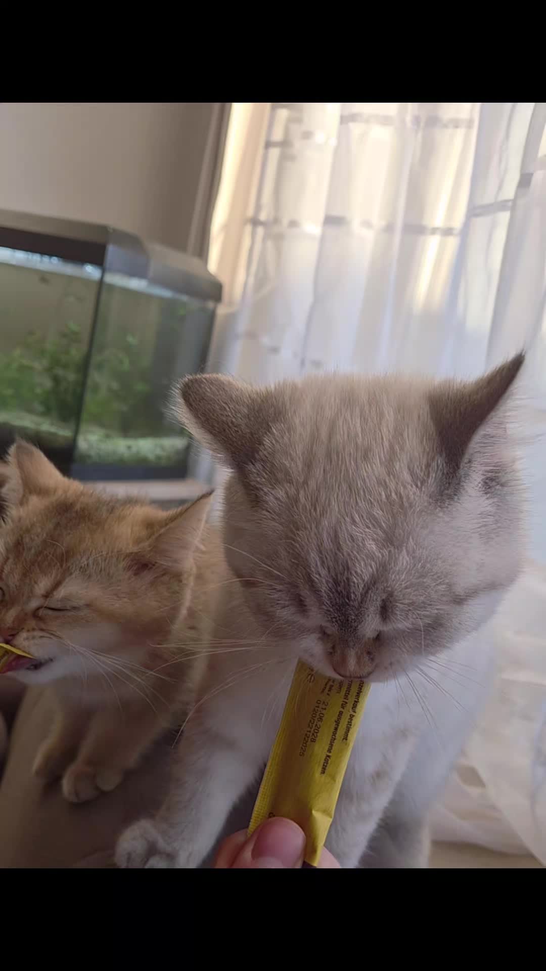 @😽
