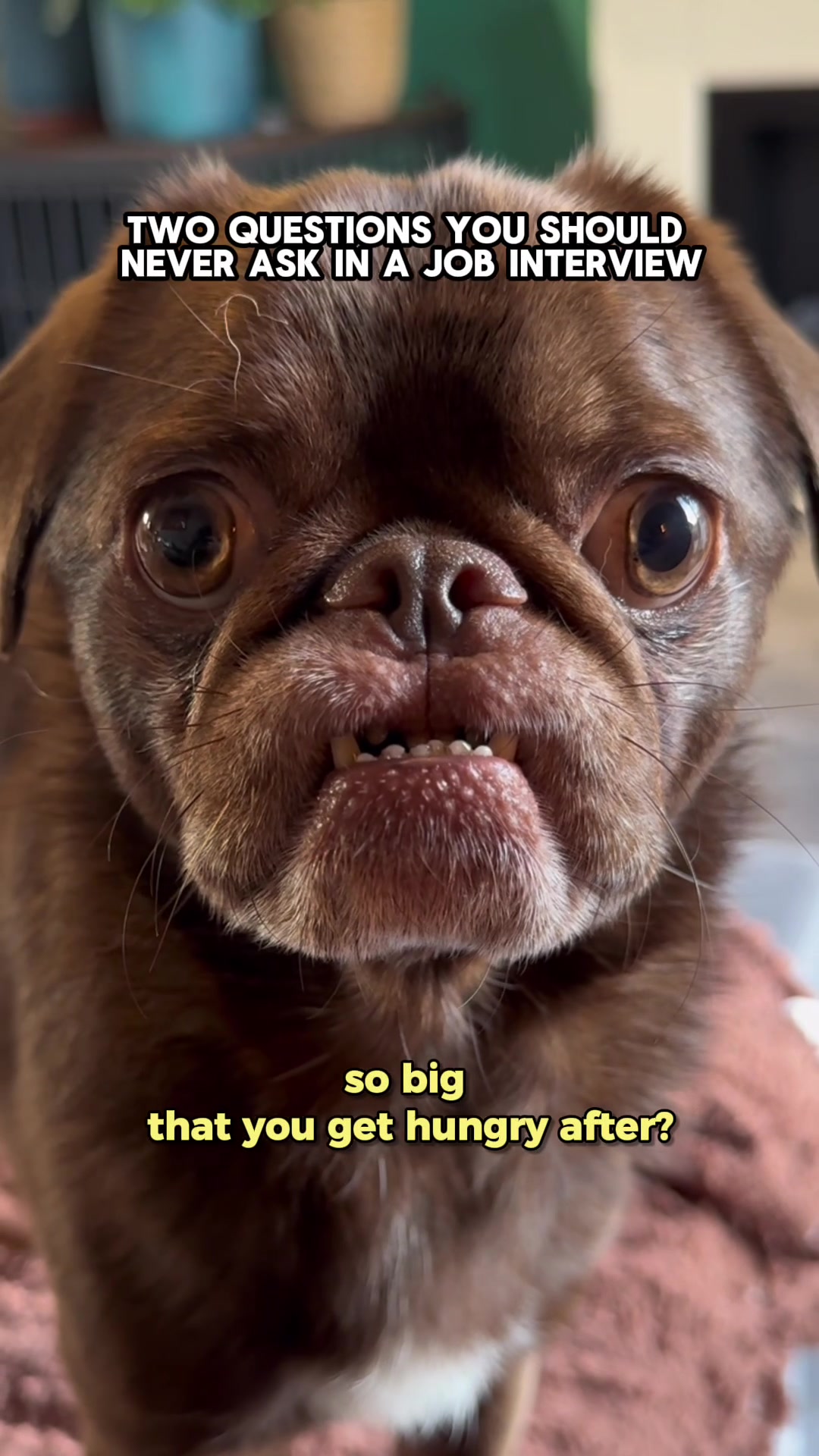 @ChilliThePug
