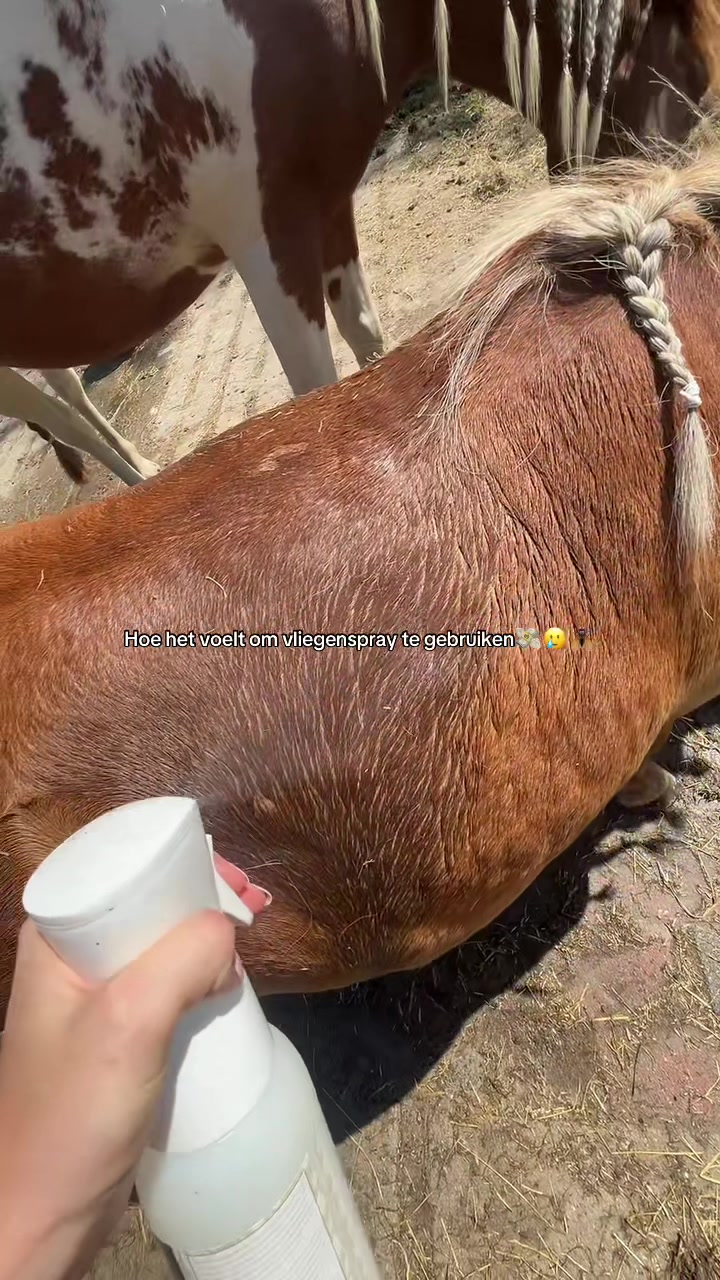 @idh_horses