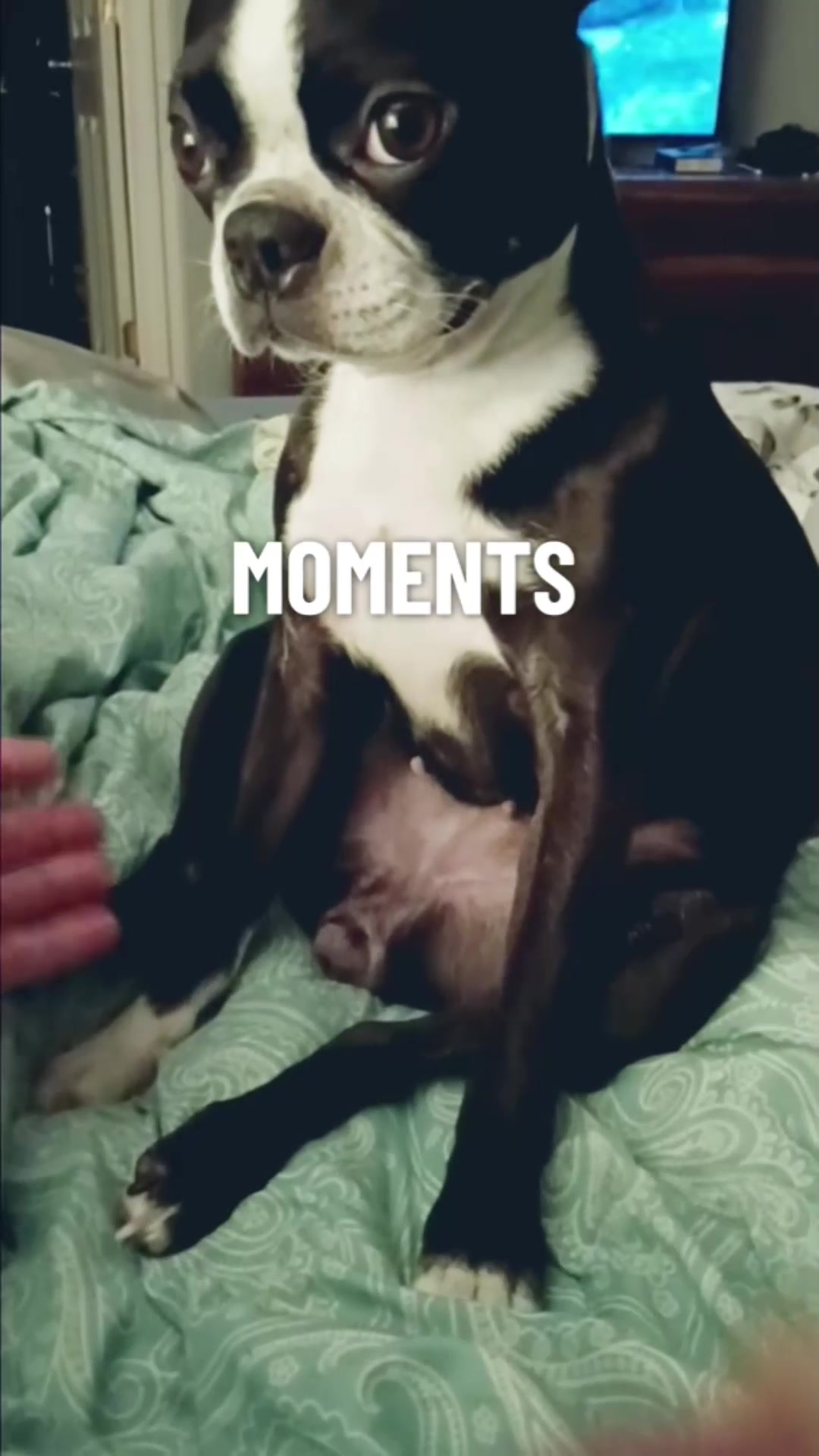 @Ruby the Boston Terrier-G7
