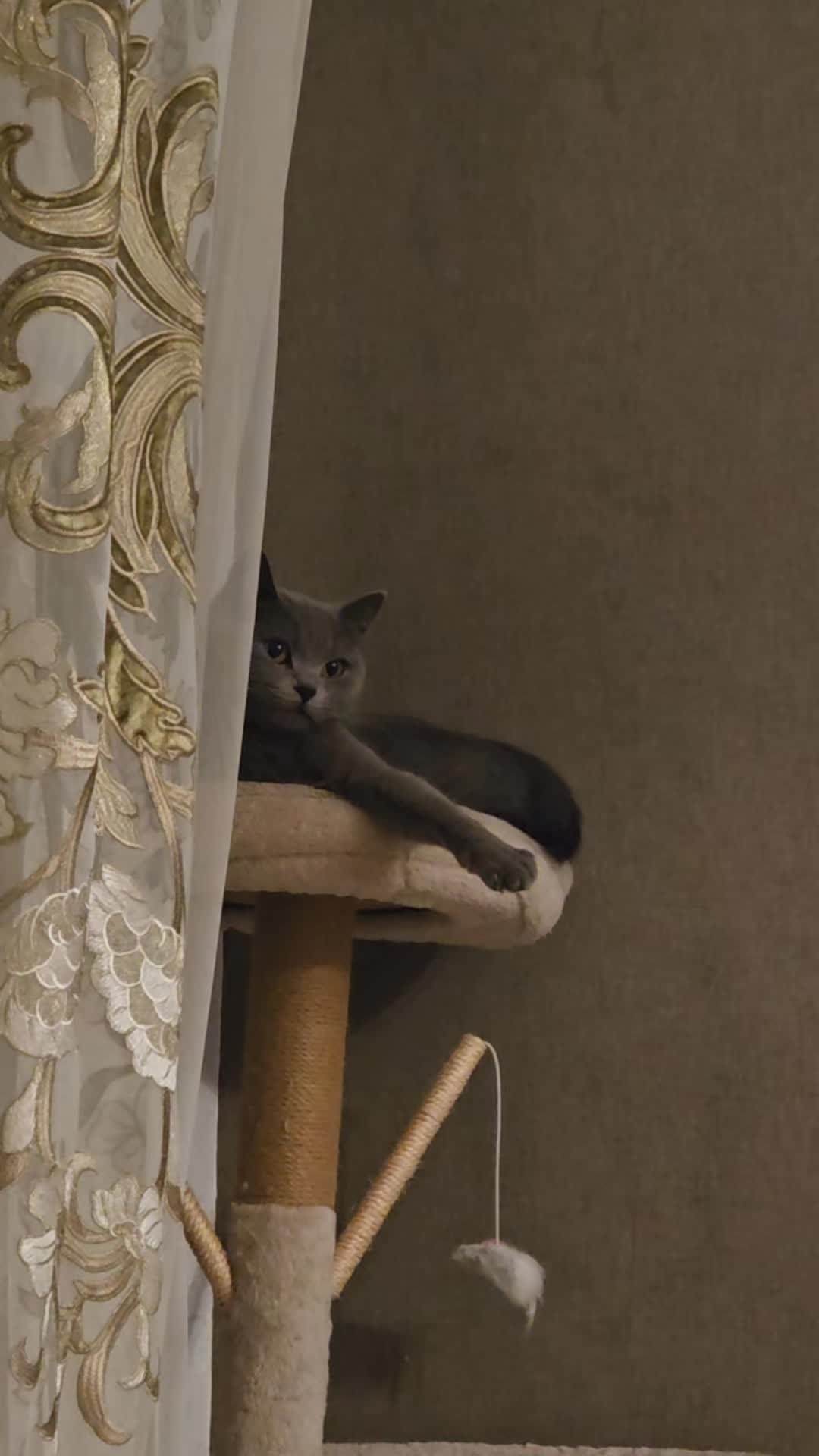 @Kitty