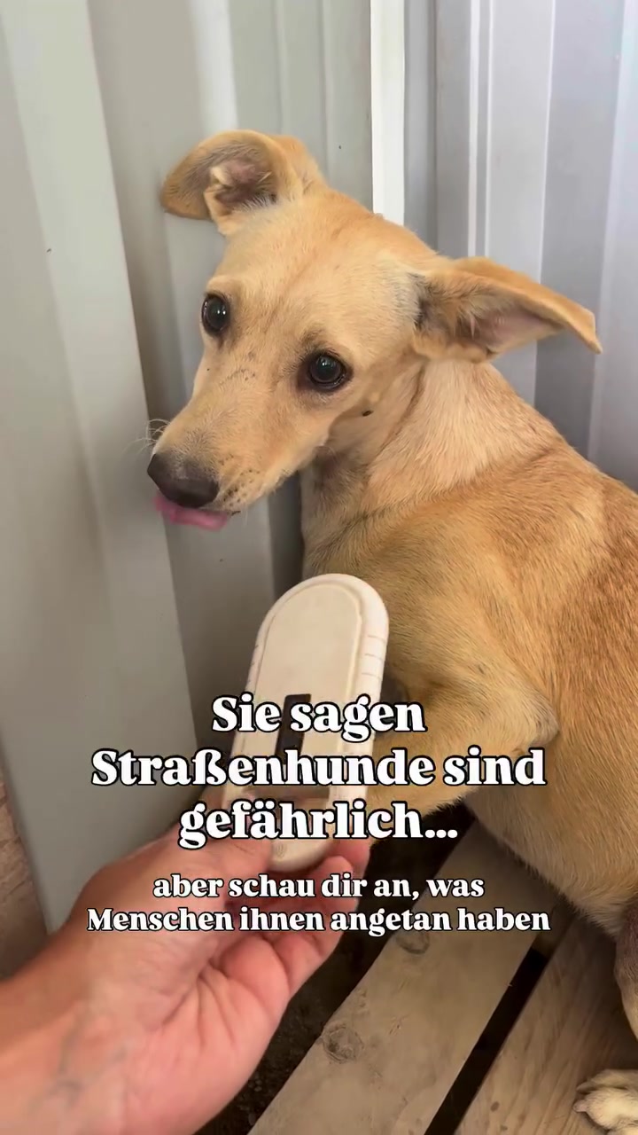 @mother of dogs