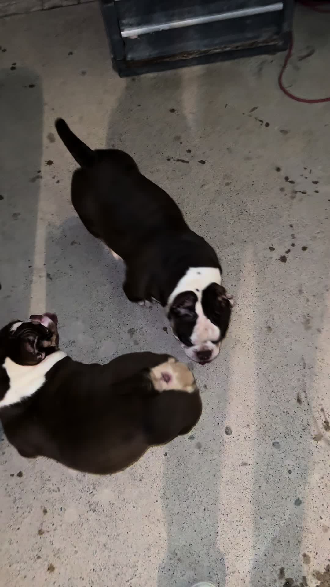 @🌴Tri Valley Bullys🌴