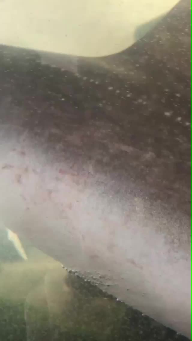 @デビルドラゴンズ