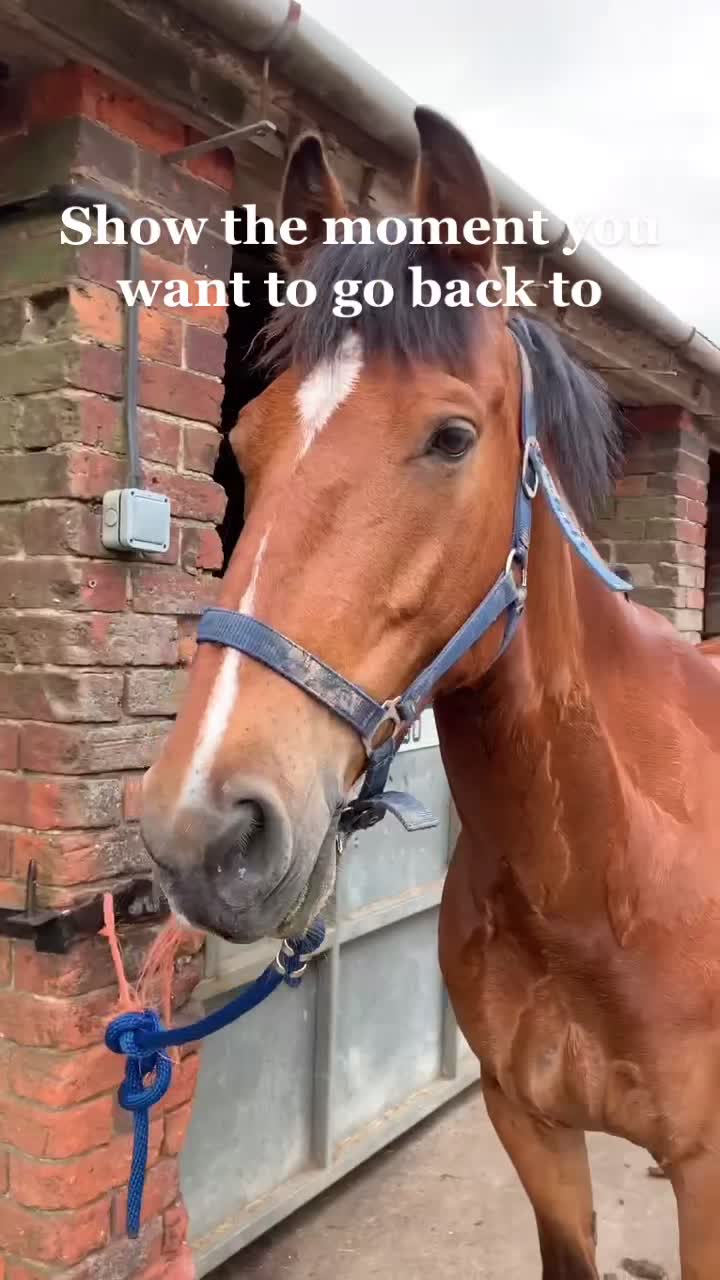 @ypequestrian