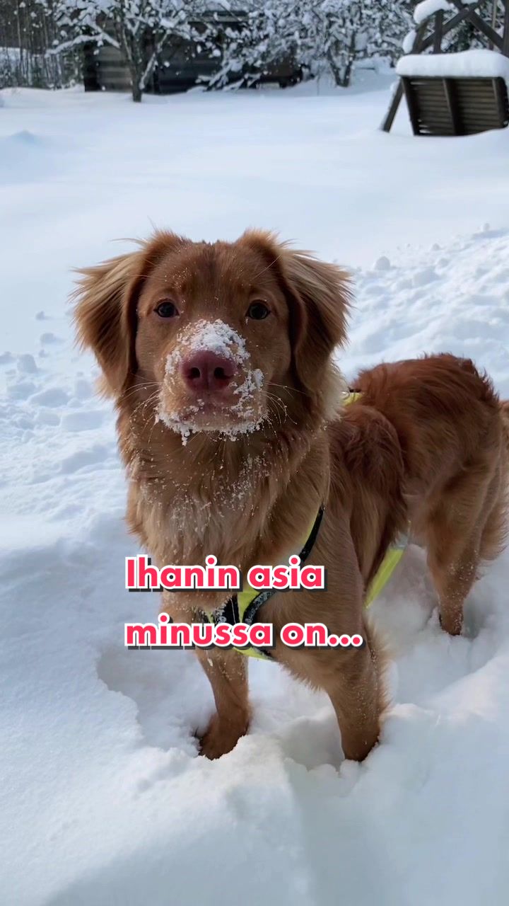 @vainukuonot 🐾