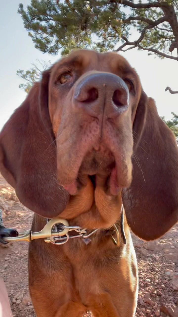 @RiverTheLiverHound
