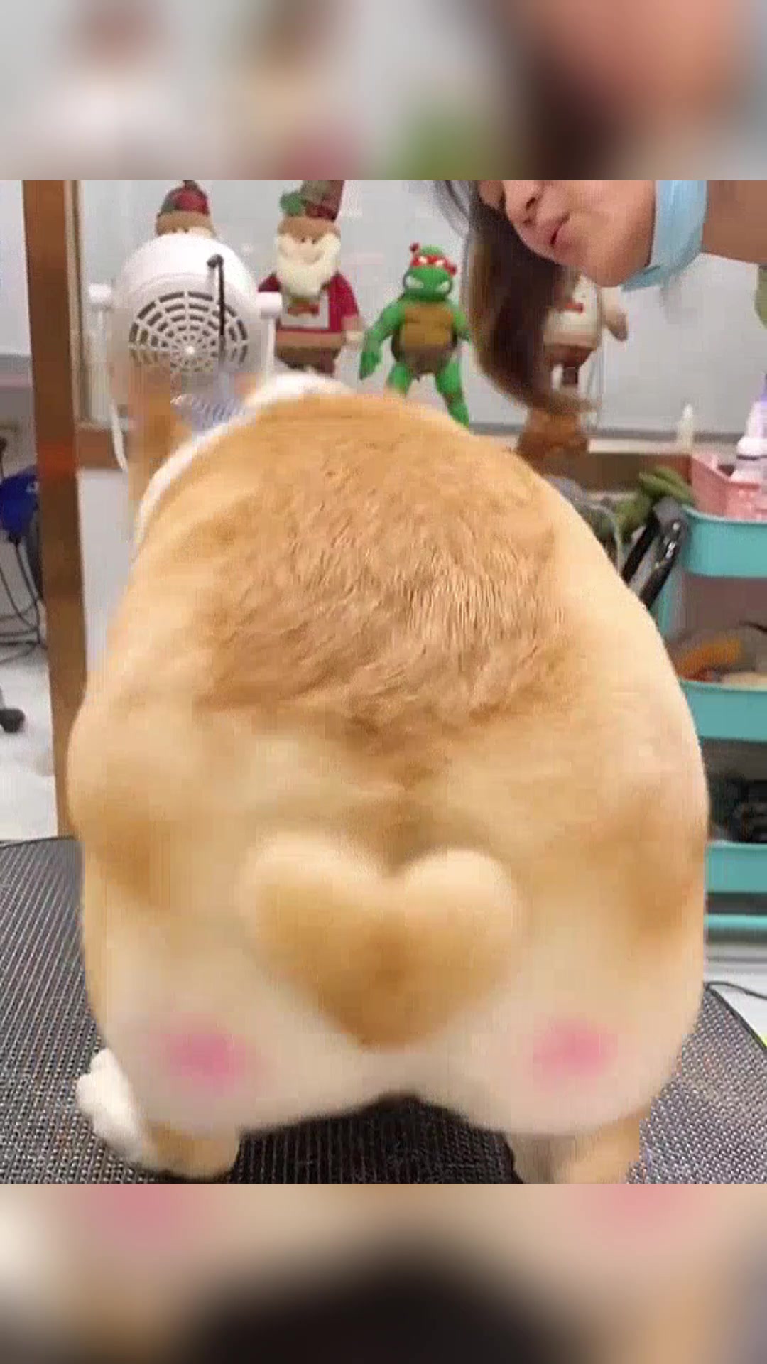 @vdogtv