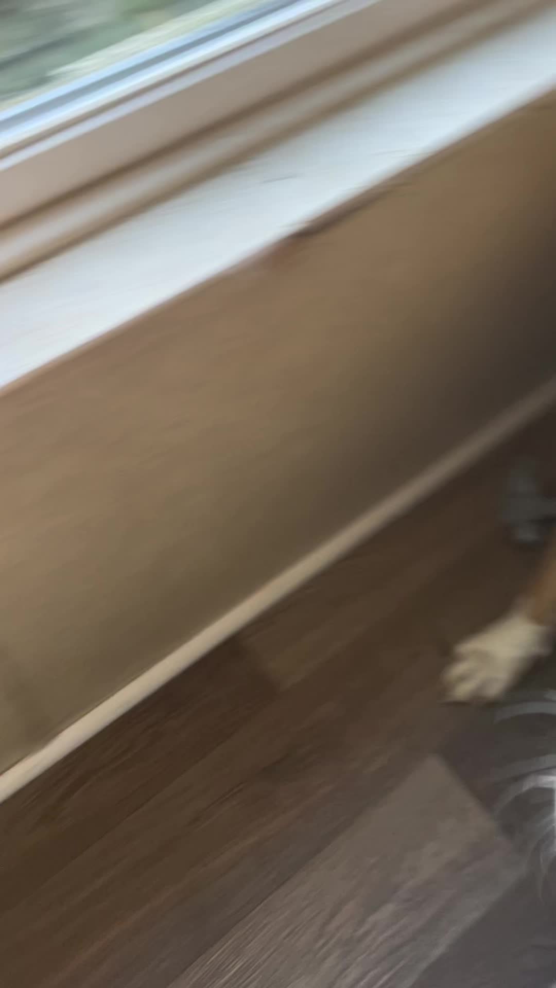 @jessicas_animals87