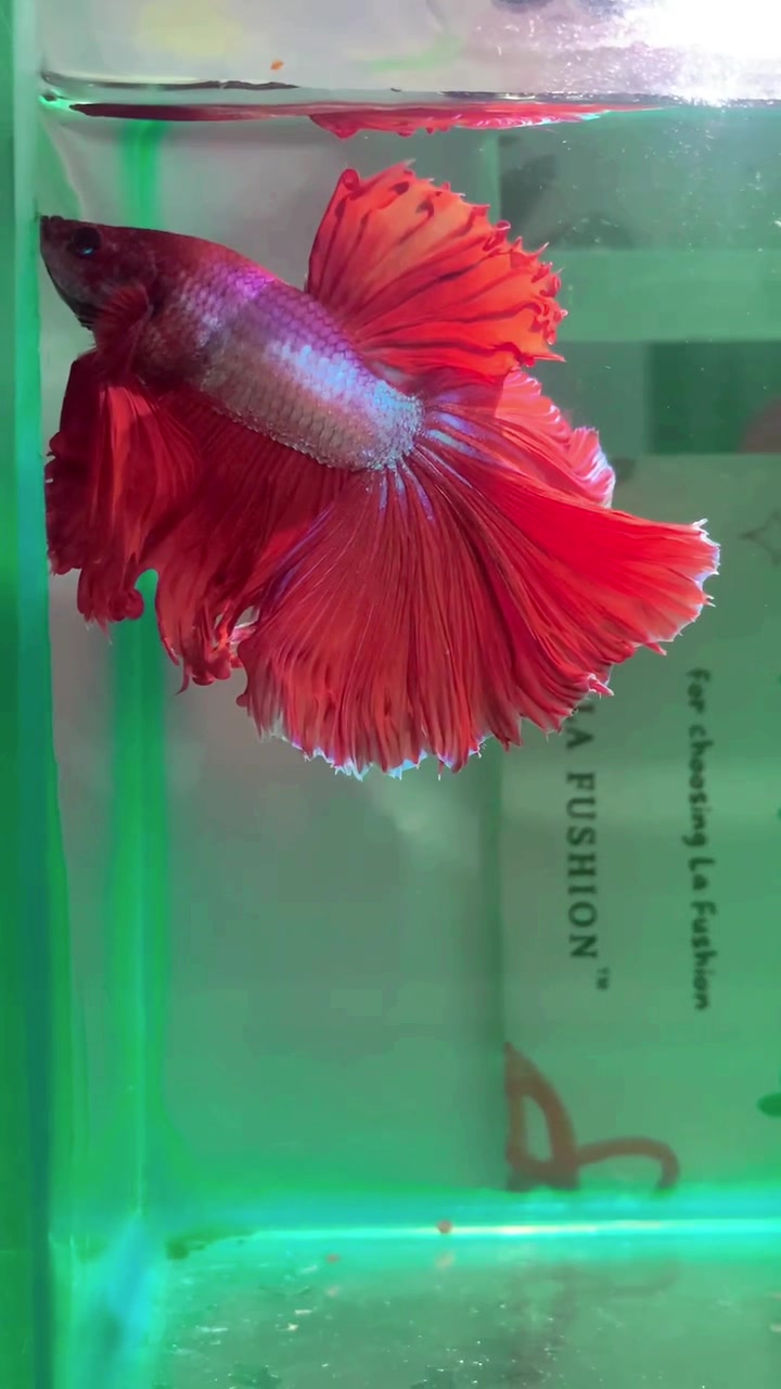 @HCw Betta