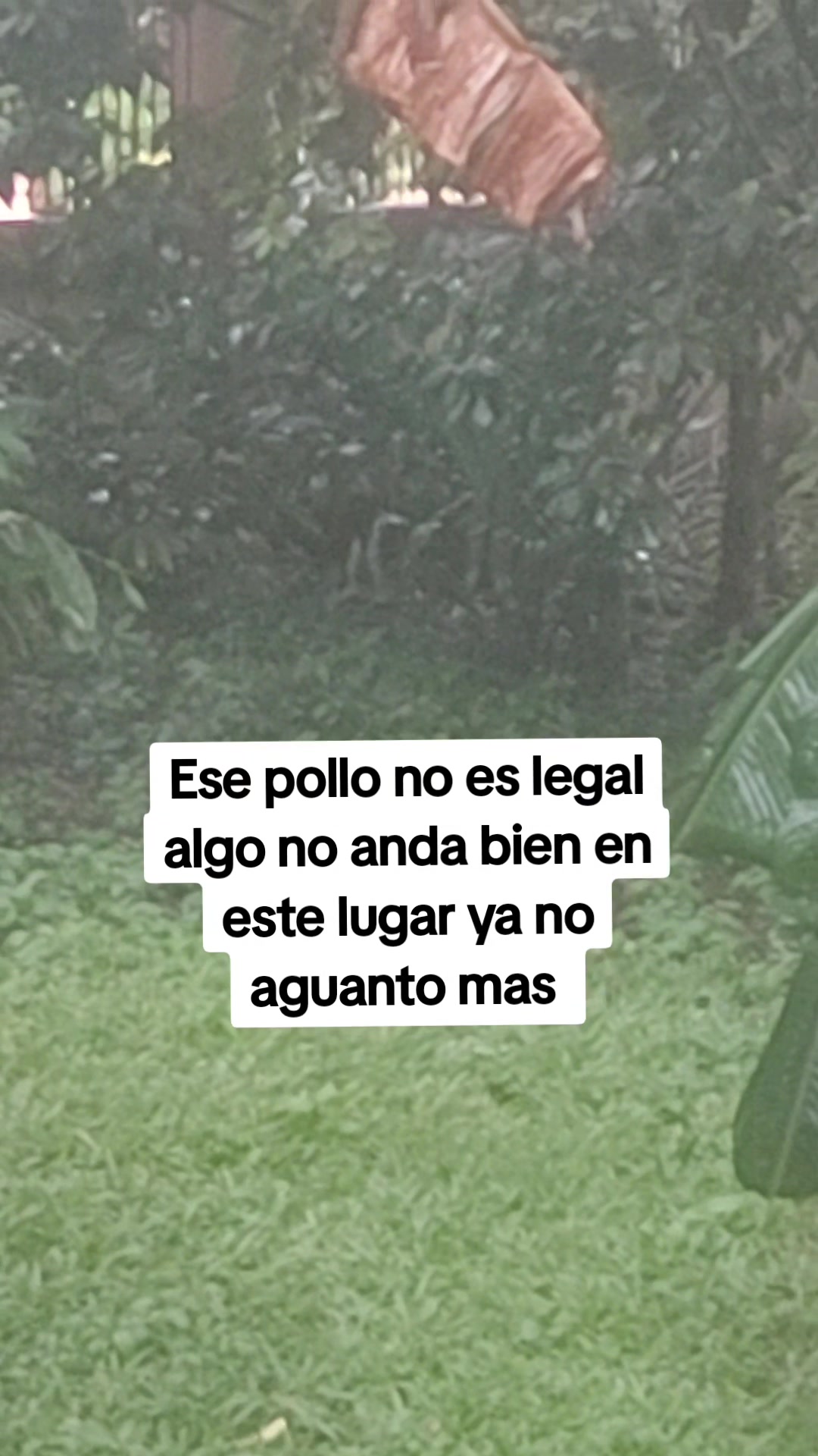 @Reliquia Dominicana