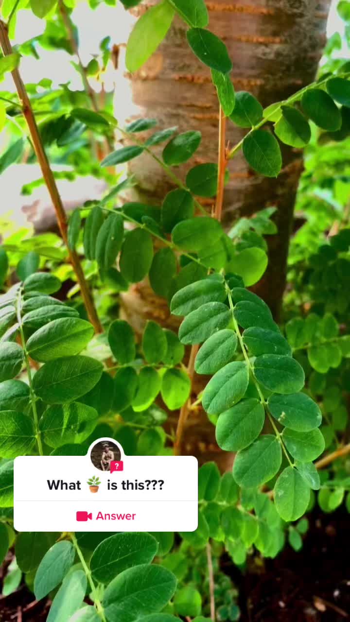 @Plantaesisage