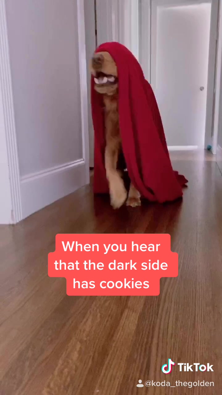 @Koda the Golden