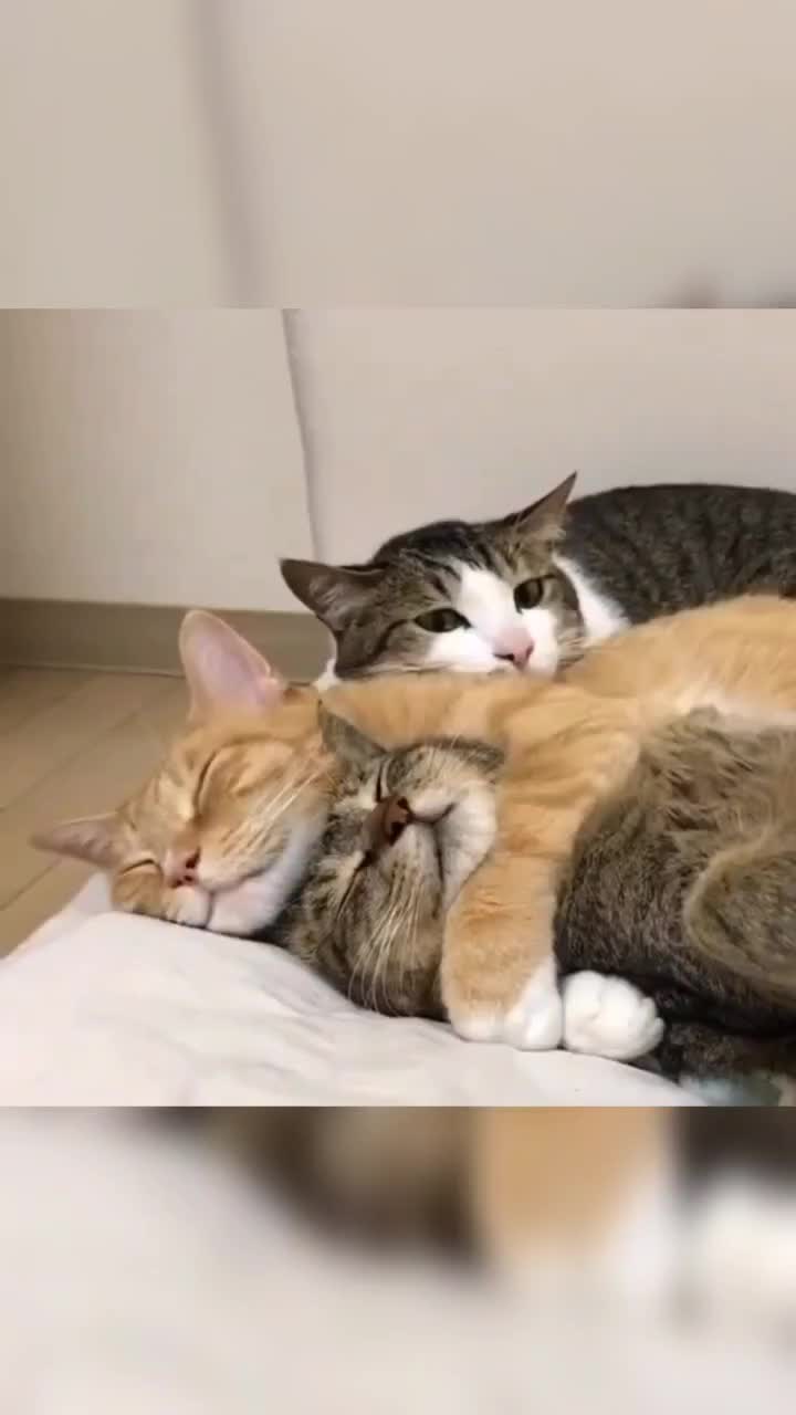 @leonupetpet