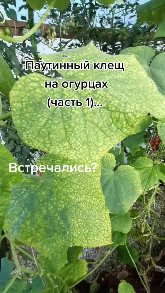 @Дача мечты
