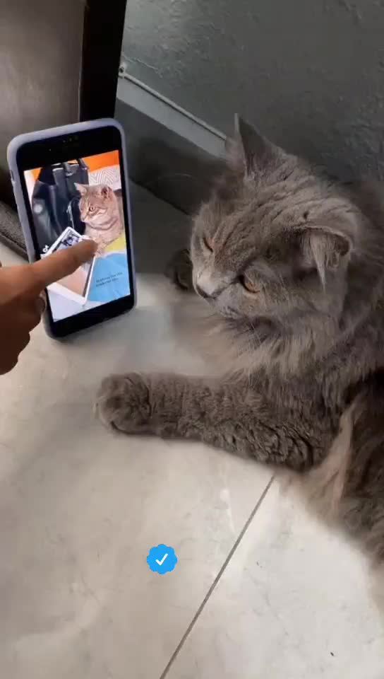 @OneCat