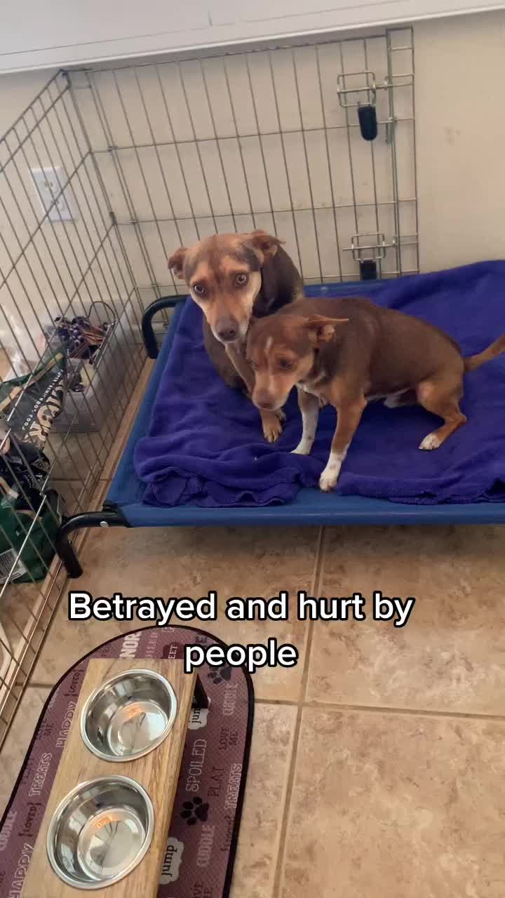 @Ray of Hope Rescue
