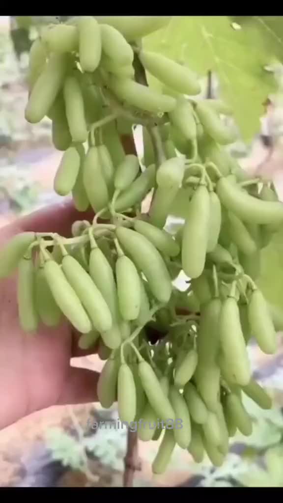 @Fruits88๐๐๐