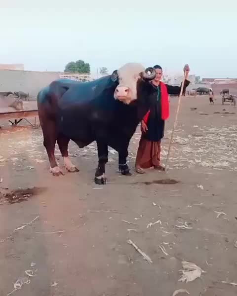 @Samir_Malek