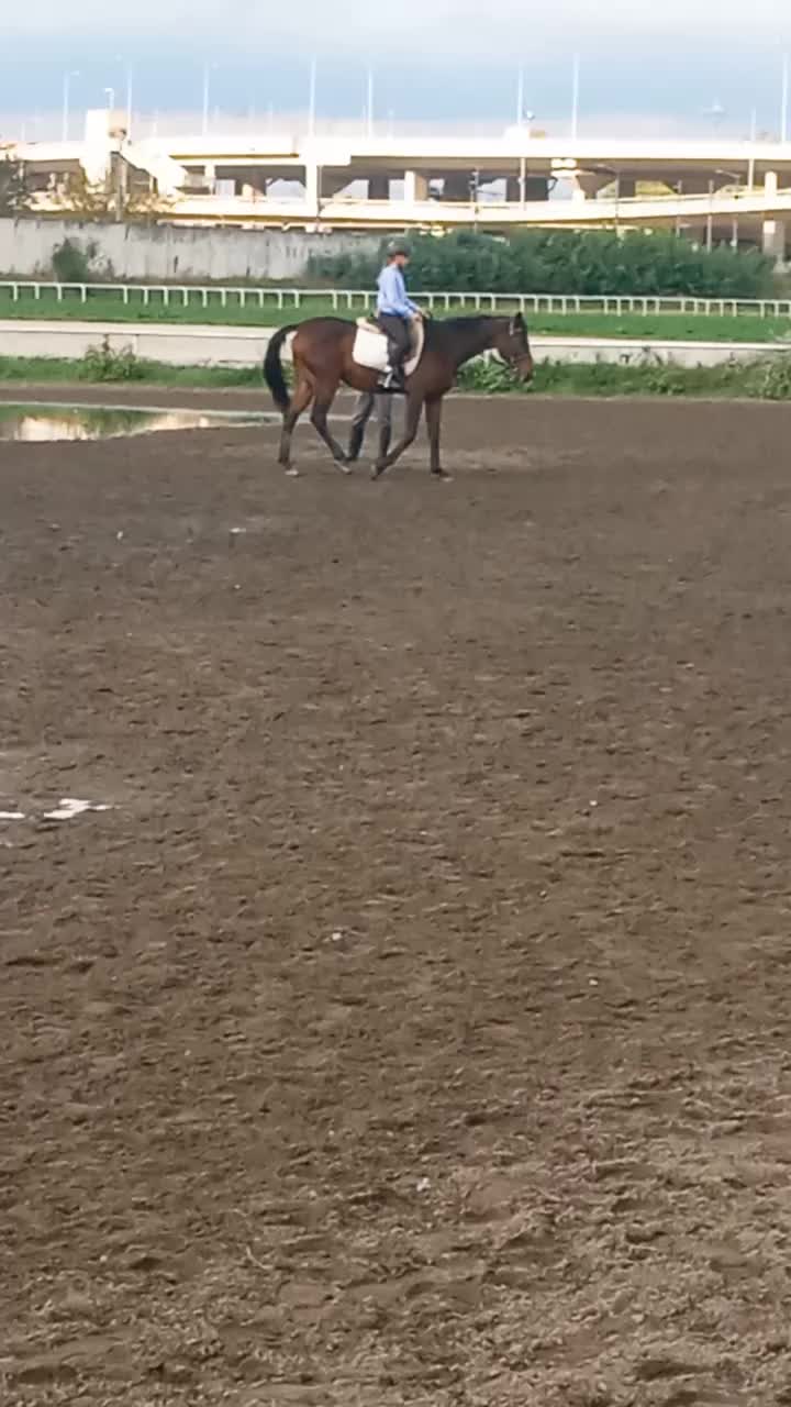 @меги🐎
