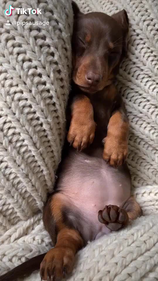 @Pip The Sausage 🤍