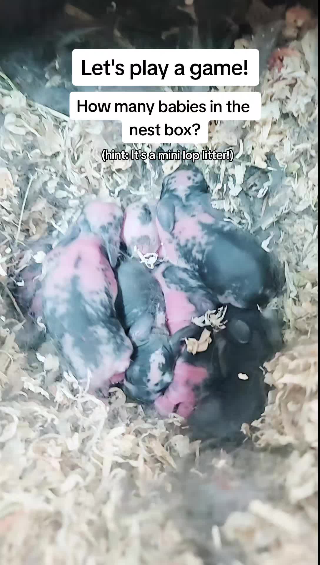 @ToT's Bunny Barn