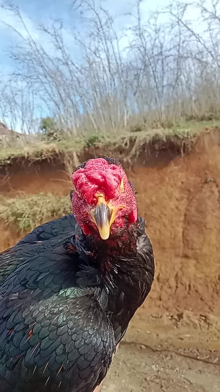 @ORDULU MÜSLÜM