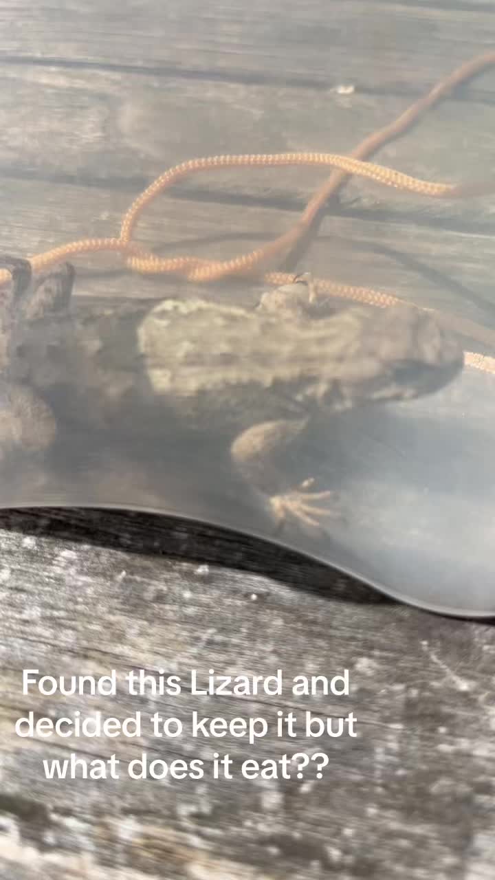 @Purified Turtle 🐢