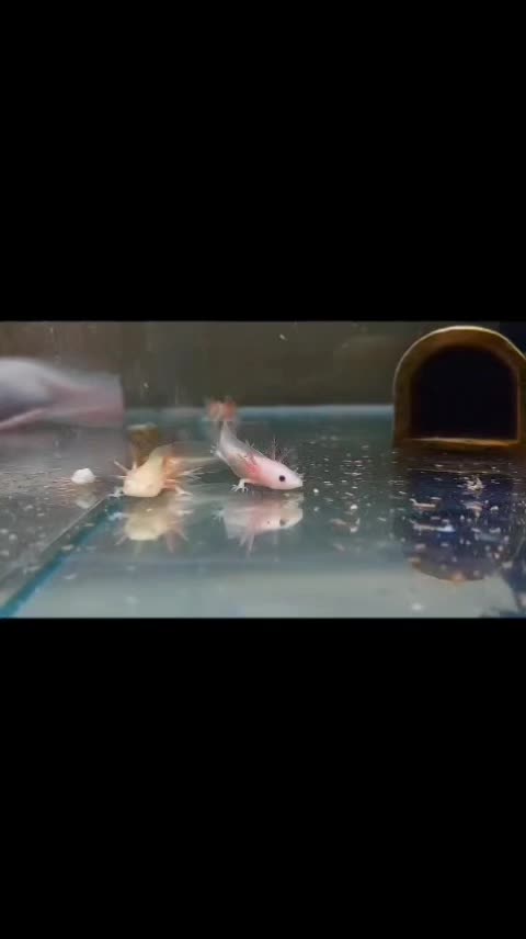 @axolotl üretim