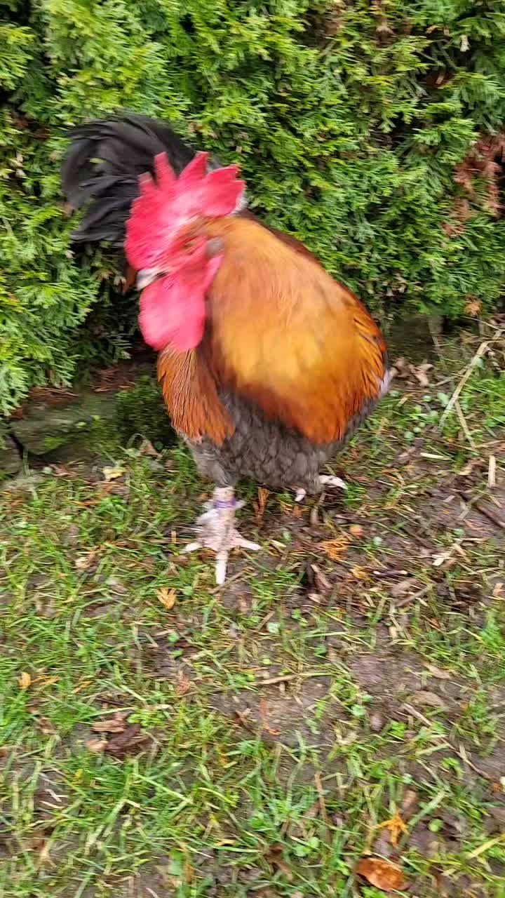 @der hühnermeister 🐓