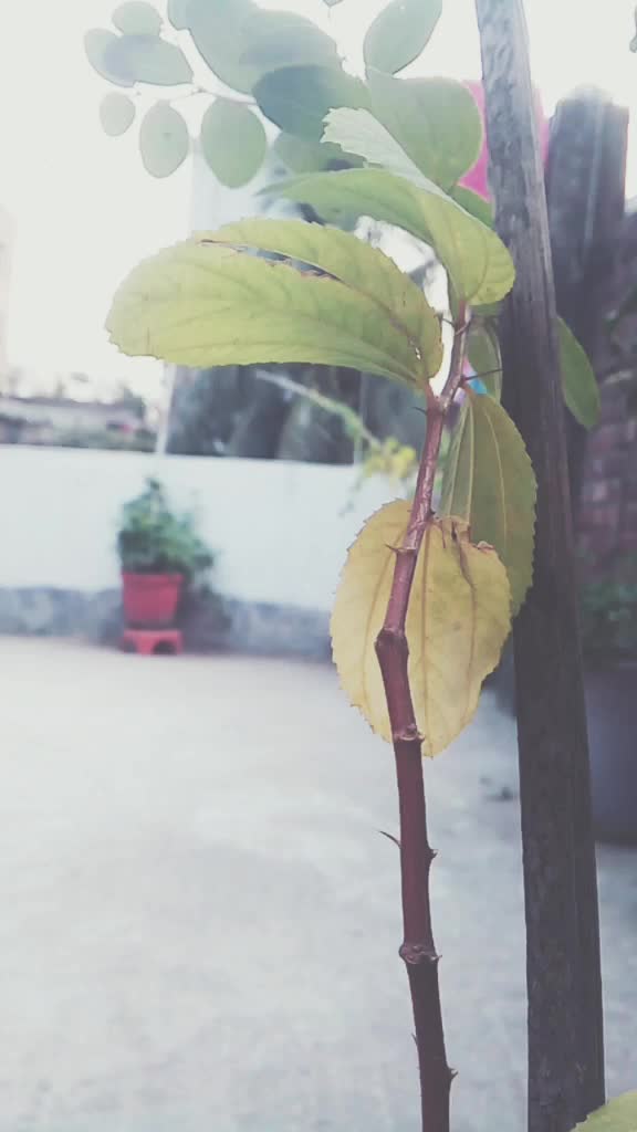 @তামিম ইকবাল